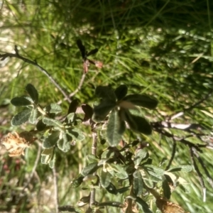 Olearia phlogopappa subsp. flavescens at Kosciuszko National Park - 30 Dec 2023