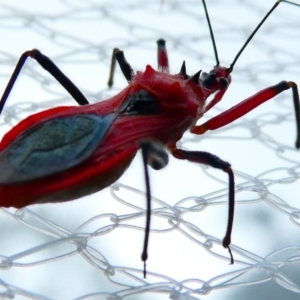 Gminatus australis at Emu Creek Belconnen (ECB) - 29 Dec 2023