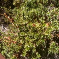 Dracophyllum continentis (Candle Heath) at Kosciuszko National Park - 30 Dec 2023 by mahargiani