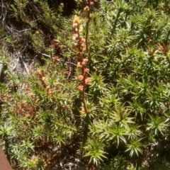 Dracophyllum continentis at Kosciuszko National Park - 30 Dec 2023