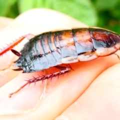 Drymaplaneta communis (Eastern Wood Runner, Common Shining Cockroach) at Emu Creek - 29 Dec 2023 by JohnGiacon