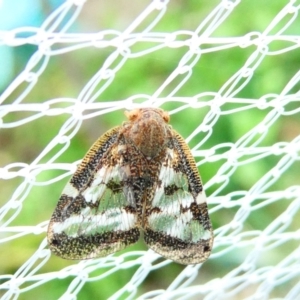 Scolypopa australis at Emu Creek Belconnen (ECB) - 29 Dec 2023