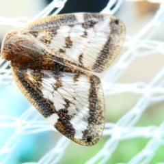 Scolypopa australis at Emu Creek Belconnen (ECB) - 29 Dec 2023