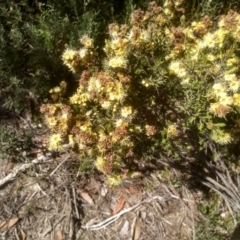 Kunzea muelleri (Yellow Kunzea) at Guthega, NSW - 30 Dec 2023 by mahargiani