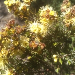 Kunzea muelleri at Kosciuszko National Park - 30 Dec 2023 11:11 AM