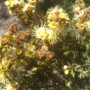 Kunzea muelleri at Kosciuszko National Park - 30 Dec 2023