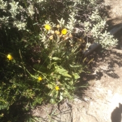 Podolepis robusta (Alpine Podolepis) at Kosciuszko National Park - 30 Dec 2023 by mahargiani