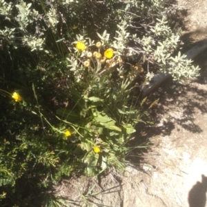 Podolepis robusta at Kosciuszko National Park - 30 Dec 2023 11:19 AM