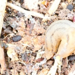 Ambigolimax nyctelia (Striped Field Slug) at Emu Creek - 29 Dec 2023 by JohnGiacon