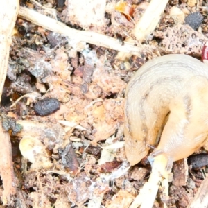 Ambigolimax sp. (valentius and waterstoni) at Flea Bog Flat to Emu Creek Corridor - 29 Dec 2023