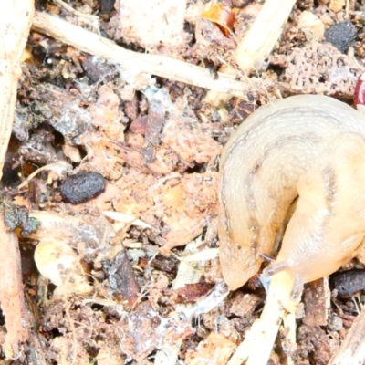 Ambigolimax nyctelia (Striped Field Slug) at Flea Bog Flat to Emu Creek Corridor - 29 Dec 2023 by JohnGiacon