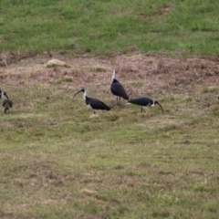 Threskiornis spinicollis (Straw-necked Ibis) at Symonston, ACT - 31 Dec 2023 by RodDeb