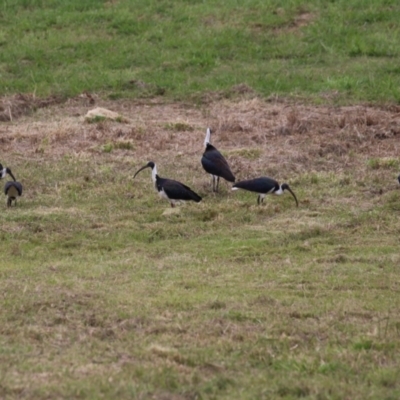 Threskiornis spinicollis (Straw-necked Ibis) at Symonston, ACT - 31 Dec 2023 by RodDeb