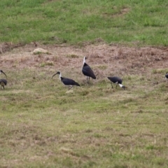 Threskiornis spinicollis at Symonston, ACT - 31 Dec 2023