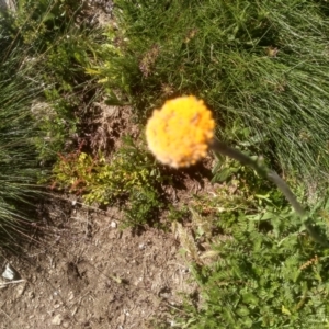 Craspedia sp. at Kosciuszko National Park - suppressed