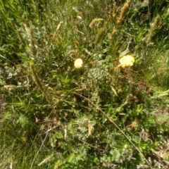 Craspedia sp. at Kosciuszko National Park - suppressed