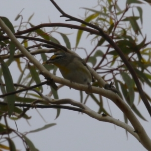 Pardalotus striatus at Symonston, ACT - 31 Dec 2023