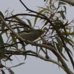 Pardalotus striatus at Symonston, ACT - 31 Dec 2023 01:19 PM