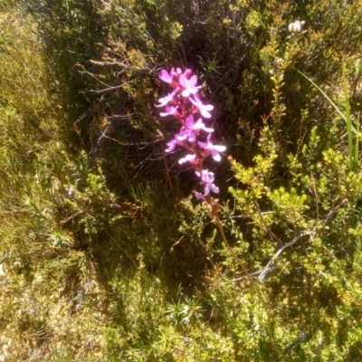 Stylidium montanum (alpine triggerplant) at Kosciuszko National Park - 30 Dec 2023 by mahargiani