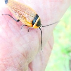 Ellipsidion australe (Austral Ellipsidion cockroach) at Emu Creek - 29 Dec 2023 by JohnGiacon