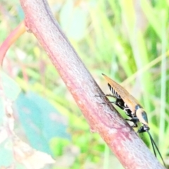 Ellipsidion australe at Emu Creek - 29 Dec 2023