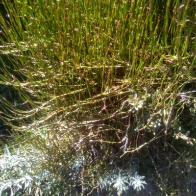 Empodisma minus (Spreading Rope-rush) at Kosciuszko National Park - 30 Dec 2023 by mahargiani