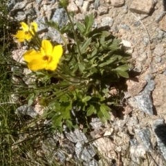 Ranunculus graniticola (Granite Buttercup) at Perisher Valley, NSW - 30 Dec 2023 by mahargiani