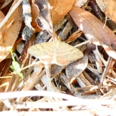 Scopula rubraria (Reddish Wave, Plantain Moth) at Emu Creek - 29 Dec 2023 by JohnGiacon