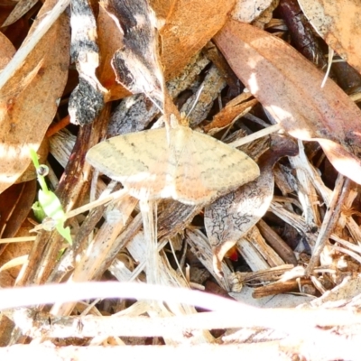 Scopula rubraria (Reddish Wave, Plantain Moth) at Flea Bog Flat to Emu Creek Corridor - 29 Dec 2023 by JohnGiacon