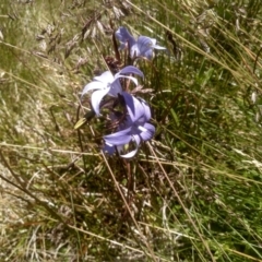 Wahlenbergia ceracea (Waxy Bluebell) at Kosciuszko National Park - 30 Dec 2023 by mahargiani