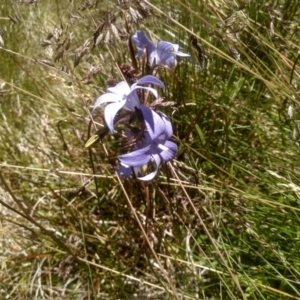 Wahlenbergia ceracea at Kosciuszko National Park - 30 Dec 2023 12:22 PM