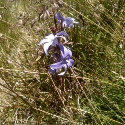 Wahlenbergia ceracea (Waxy Bluebell) at Burrungubugge, NSW - 30 Dec 2023 by mahargiani