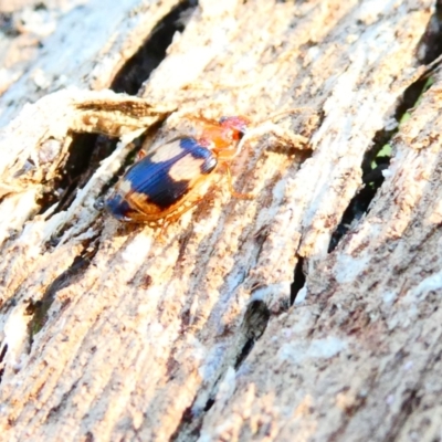 Trigonothops sp. (genus) (Bark carab beetle) at Emu Creek - 29 Dec 2023 by JohnGiacon