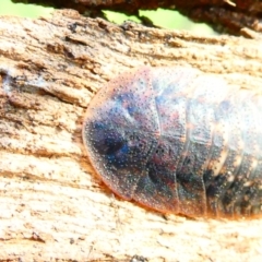 Laxta sp. (genus) (Bark cockroach) at Flea Bog Flat to Emu Creek Corridor - 29 Dec 2023 by JohnGiacon