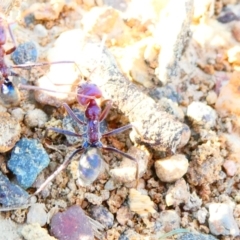 Iridomyrmex purpureus (Meat Ant) at Emu Creek - 30 Dec 2023 by JohnGiacon