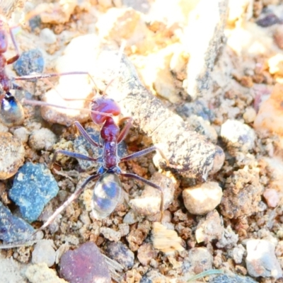 Iridomyrmex purpureus (Meat Ant) at Emu Creek - 30 Dec 2023 by JohnGiacon