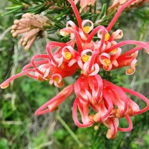 Grevillea juniperina subsp. fortis at Red Hill Nature Reserve - 31 Dec 2023