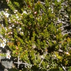 Baeckea gunniana (Alpine Baeckea) at Charlotte Pass, NSW - 30 Dec 2023 by mahargiani