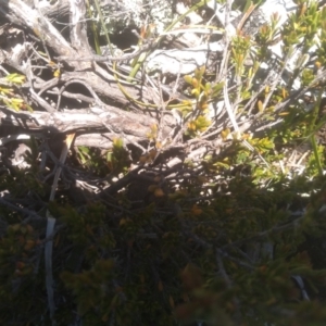 Baeckea gunniana at Kosciuszko National Park - 30 Dec 2023