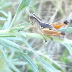 Phaulacridium vittatum (Wingless Grasshopper) at Flea Bog Flat to Emu Creek Corridor - 30 Dec 2023 by JohnGiacon