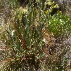 Senecio gunnii (Mountains Fireweed) at Charlotte Pass, NSW - 30 Dec 2023 by mahargiani