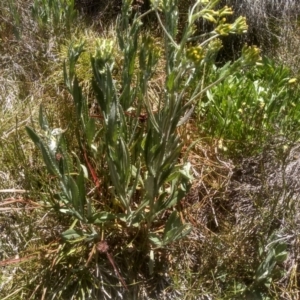 Senecio gunnii at Kosciuszko National Park - 30 Dec 2023