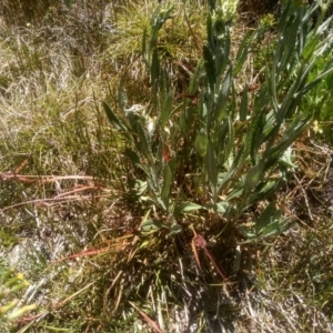 Senecio gunnii at Kosciuszko National Park - 30 Dec 2023