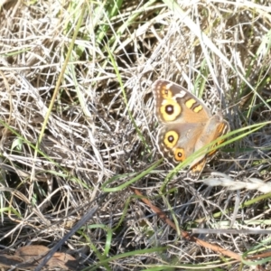 Junonia villida at Emu Creek - 30 Dec 2023