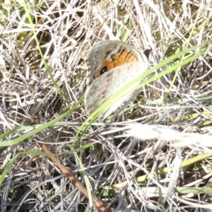 Junonia villida at Emu Creek - 30 Dec 2023