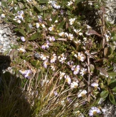 Scaevola hookeri (Creeping Fanflower) at Burrungubugge, NSW - 30 Dec 2023 by mahargiani