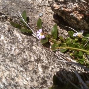 Scaevola hookeri at Kosciuszko National Park - 30 Dec 2023