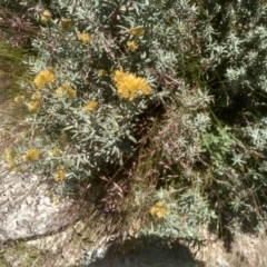 Cassinia monticola (Mountain Cassinia) at Kosciuszko National Park - 30 Dec 2023 by mahargiani