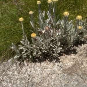 Coronidium monticola at Kosciuszko National Park - 30 Dec 2023