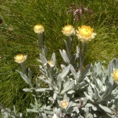 Coronidium monticola at Kosciuszko National Park - 30 Dec 2023